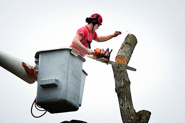 Best Commercial Tree Services  in USA